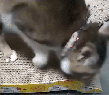 Cat Scratcher Cardboard Cat Scratch Pad (Reversible)