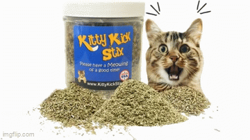 Fresh Catnip (Various Sizes)