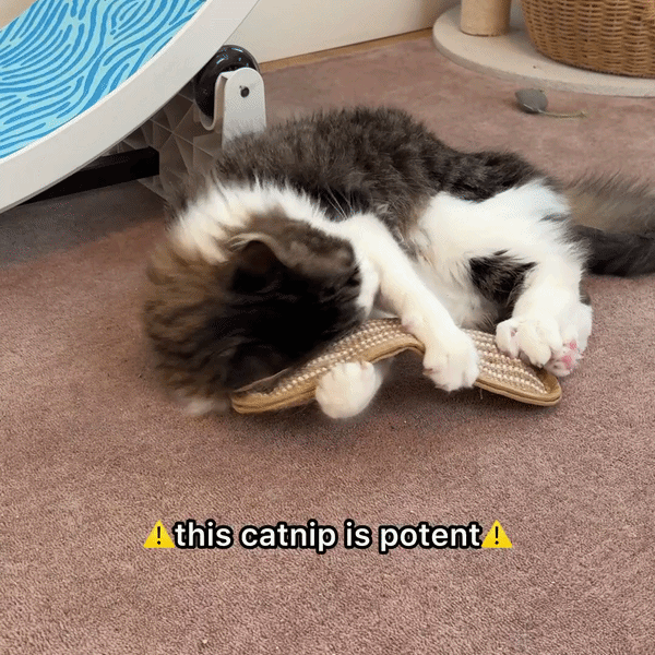 Sisal Catnip Pillow Toy