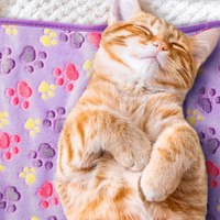 Cozy Cat Blankets