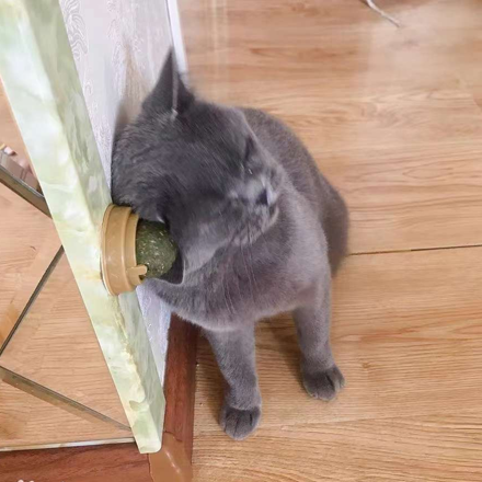 Catnip Wall Ball