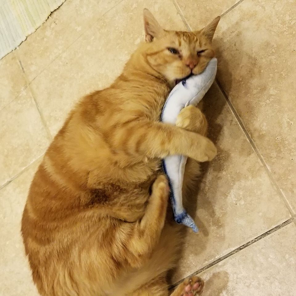 Catnip Fish Kicker - Salmon