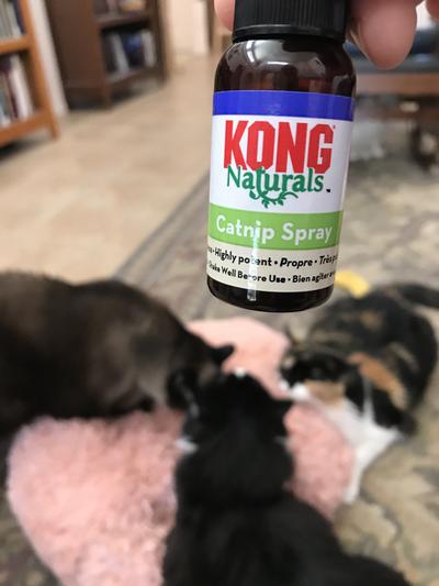 Premium Catnip Spray