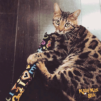 Sample Pack (3 Sizes)