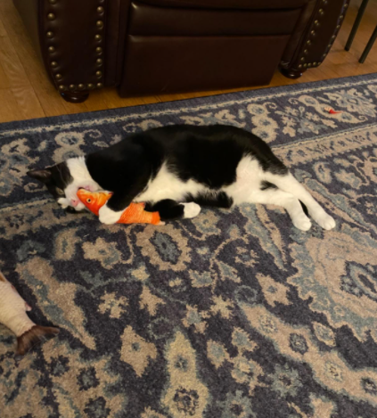 Catnip Fish Kicker - Gold Fish