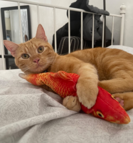 Catnip Fish Kicker - Gold Fish